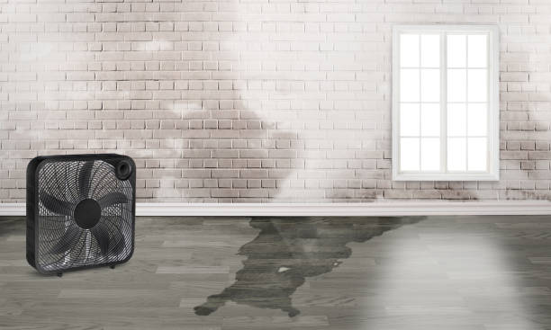 Best Water damage restoration near me  in Cumberland, KY